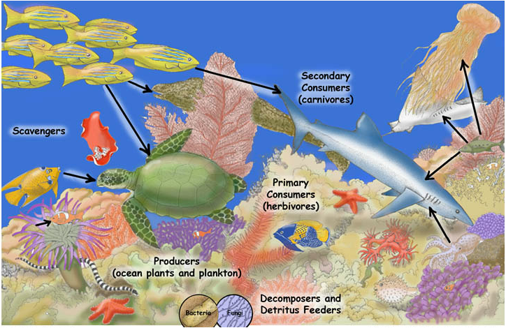 Food Web - About the coral reef